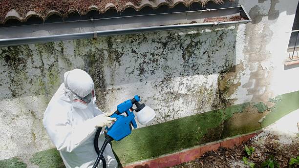 Trusted Crawl Space Mold Removal service in Newburg, MD - Cheap Mold Removal